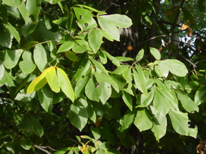 mockernut hickory leaves